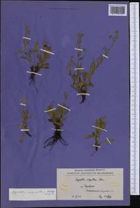 Myosotis alpestris subsp. suaveolens (Waldst. & Kit. ex Willd.) Strid, Западная Европа (EUR) (Северная Македония)