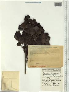 Syzygium myrtillus (Stapf) Merr. & L. M. Perry, Австралия и Океания (AUSTR) (Новая Каледония)