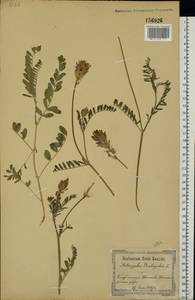 Астрагал эспарцетный L., Восточная Европа, Северо-Украинский район (E11) (Украина)