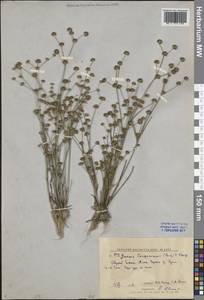 Juncus articulatus subsp. limosus (Vorosch.) Vorosch., Сибирь, Дальний Восток (S6) (Россия)