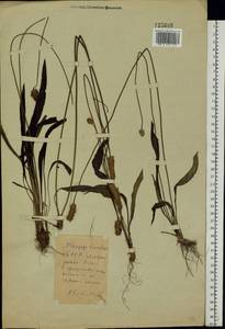 Подорожник ланцетный, Подорожник ланцетолистный L., Восточная Европа, Белоруссия (E3a) (Белоруссия)