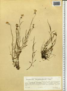 Колокольчик Лангсдорфа (A.DC.) Fisch. ex Trautv. & C.A.Mey., Сибирь, Дальний Восток (S6) (Россия)