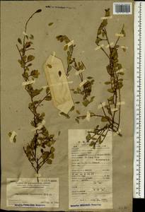 Phyllanthus cochinchinensis Spreng., Зарубежная Азия (ASIA) (КНР)