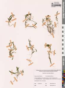 Болотник обоеполый L., Сибирь, Чукотка и Камчатка (S7) (Россия)