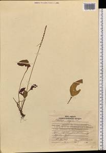 Подорожник большой L., Сибирь, Дальний Восток (S6) (Россия)