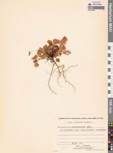 Фиалка скальная F.W.Schmidt, Сибирь, Чукотка и Камчатка (S7) (Россия)