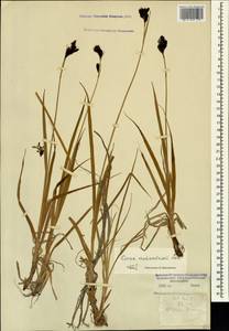 Carex aterrima subsp. medwedewii (Leskov) T.V.Egorova, Кавказ, Краснодарский край и Адыгея (K1a) (Россия)