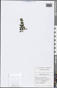 Сальвиния плавающая (L.) All., Восточная Европа, Средневолжский район (E8) (Россия)