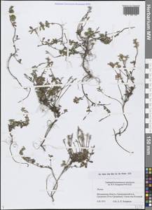 Чабрец, Сибирь, Чукотка и Камчатка (S7) (Россия)
