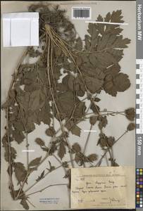 Гравилат аллепский Jacq., Сибирь, Дальний Восток (S6) (Россия)