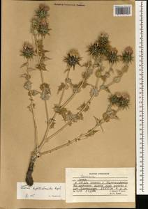 Cousinia buphthalmoides Regel, Зарубежная Азия (ASIA) (Афганистан)