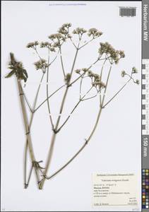 Валериана волжская Kazak., Восточная Европа, Московская область и Москва (E4a) (Россия)