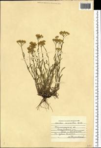 Тысячелистник мелкоцветковый Willd., Восточная Европа, Нижневолжский район (E9) (Россия)