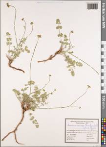 Semenovia eriocarpa (Bornm. & Gauba) Lyskov & Kljuykov, Зарубежная Азия (ASIA) (Иран)