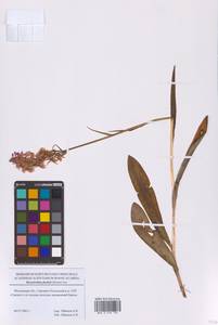 Пальчатокоренник Фукса (Druce) Soó, Восточная Европа, Московская область и Москва (E4a) (Россия)