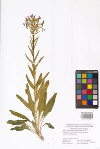 Вечерница печальная L., Восточная Европа, Нижневолжский район (E9) (Россия)