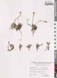 Пепельник якутский (Schischk.) Holub, Сибирь, Чукотка и Камчатка (S7) (Россия)