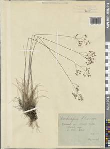 Лерхенфельдия извилистая, Овсик извилистый (L.) Drejer, Кавказ, Северная Осетия, Ингушетия и Чечня (K1c) (Россия)