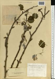 Populus × canescens (Aiton) Sm., Восточная Европа, Южно-Украинский район (E12) (Украина)