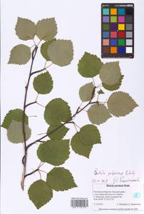 Береза пушистая Ehrh., Восточная Европа, Северный район (E1) (Россия)