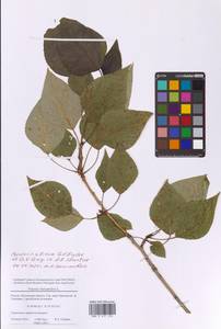 Тополь осинообразный Michx., Восточная Европа, Московская область и Москва (E4a) (Россия)