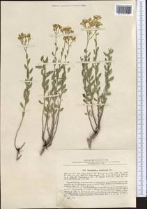 Haplophyllum bucharicum Litv., Средняя Азия и Казахстан, Памир и Памиро-Алай (M2) (Узбекистан)