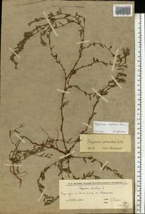 Спорыш незамечаемый, Спорыш незамеченный Besser, Восточная Европа, Нижневолжский район (E9) (Россия)