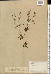 Potentilla thuringiaca subsp. goldbachii (Rupr.) Th. Wolf, Восточная Европа, Московская область и Москва (E4a) (Россия)