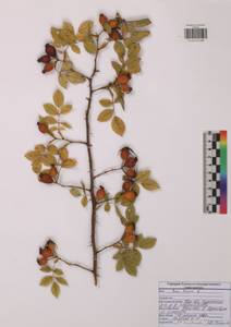 Шиповник собачий, Роза собачья L., Восточная Европа, Центральный район (E4) (Россия)