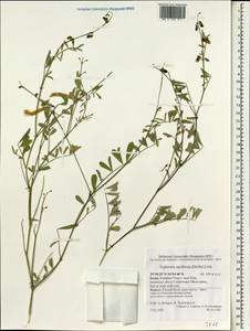 Tephrosia apollinea (Delile)DC., Зарубежная Азия (ASIA) (Израиль)