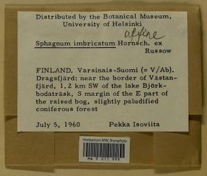 Sphagnum imbricatum Hornsch. ex Russow, Гербарий мохообразных, Мхи - Западная Европа (BEu) (Финляндия)