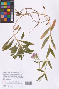 Гвоздика бородатая L., Восточная Европа, Нижневолжский район (E9) (Россия)