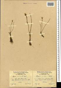 Гусиный лук поздний (L.) Ker Gawl., Кавказ, Южная Осетия (K4b) (Южная Осетия)