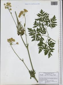 Grafia golaka (Hacq.) Rchb., Западная Европа (EUR) (Италия)