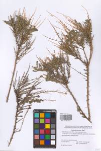 Nitrosalsola laricina (Pall.) Theodorova, Восточная Европа, Восточный район (E10) (Россия)