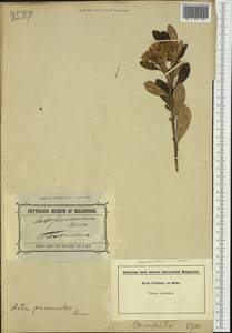 Olearia persoonioides (DC.) Benth., Австралия и Океания (AUSTR) (Австралия)