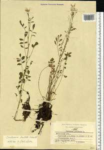 Cardamine pratensis subsp. dentata (Schult.) Celak., Восточная Европа, Московская область и Москва (E4a) (Россия)