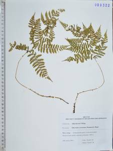 Диплазиум сибирский (Turcz. ex Kunze) Sa.Kurata, Сибирь, Дальний Восток (S6) (Россия)