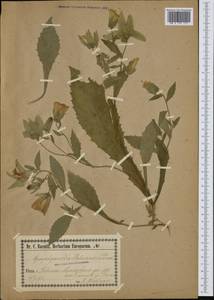 Campanula hofmannii (Pantan.) Greuter & Burdet, Западная Европа (EUR) (Чехия)