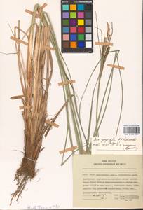 Осока придатконосная (Trautv. & C.A.Mey.) Kük., Сибирь, Дальний Восток (S6) (Россия)