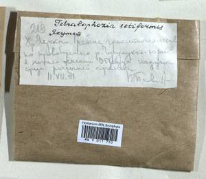 Tetralophozia setiformis (Ehrh.) Schljakov, Гербарий мохообразных, Мхи - Якутия (B19) (Россия)