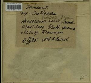 Dicranum scoparium Hedw., Гербарий мохообразных, Мхи - Пермский край, Удмуртия, Свердловская и Кировская области (B8) (Россия)