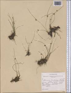 Juncus arcticus subsp. alaskanus Hultén, Америка (AMER) (США)