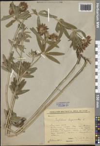 Клевер люпиновый L., Сибирь, Якутия (S5) (Россия)