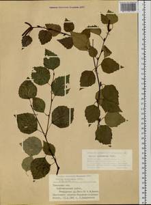 Береза пушистая Ehrh., Сибирь, Западная Сибирь (S1) (Россия)