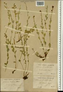 Aethionema fimbriatum Boiss., Зарубежная Азия (ASIA) (Иран)