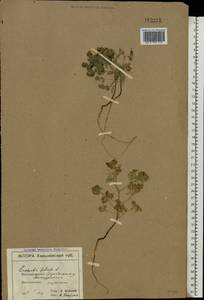 Молочай серповидный L., Восточная Европа, Северо-Украинский район (E11) (Украина)