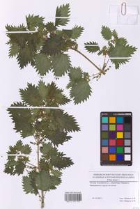 Крапива жгучая L., Восточная Европа, Московская область и Москва (E4a) (Россия)