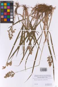 Anthoxanthum nitens (Weber) Y.Schouten & Veldkamp, Восточная Европа, Московская область и Москва (E4a) (Россия)