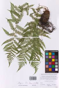 Кочедыжник женский (L.) Roth, Восточная Европа, Московская область и Москва (E4a) (Россия)